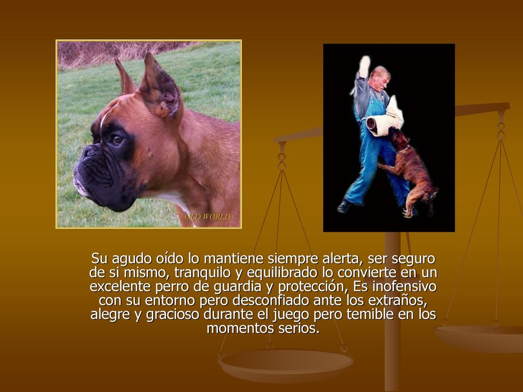 Su agudo oído lo mantiene siempre alerta, ser seguro de si mismo, tranquilo y equilibrado lo convierte en un excelente perro de guardia y protección, Es inofensivo con su entorno pero desconfiado ante los extraños, alegre y gracioso durante el juego pero temible en los momentos serios.