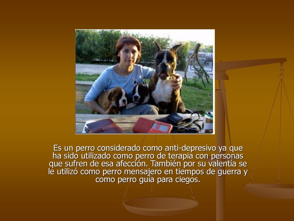 Es un perro considerado como anti-depresivo ya que ha sido utilizado como perro de terapia con personas que sufren de esa afección.