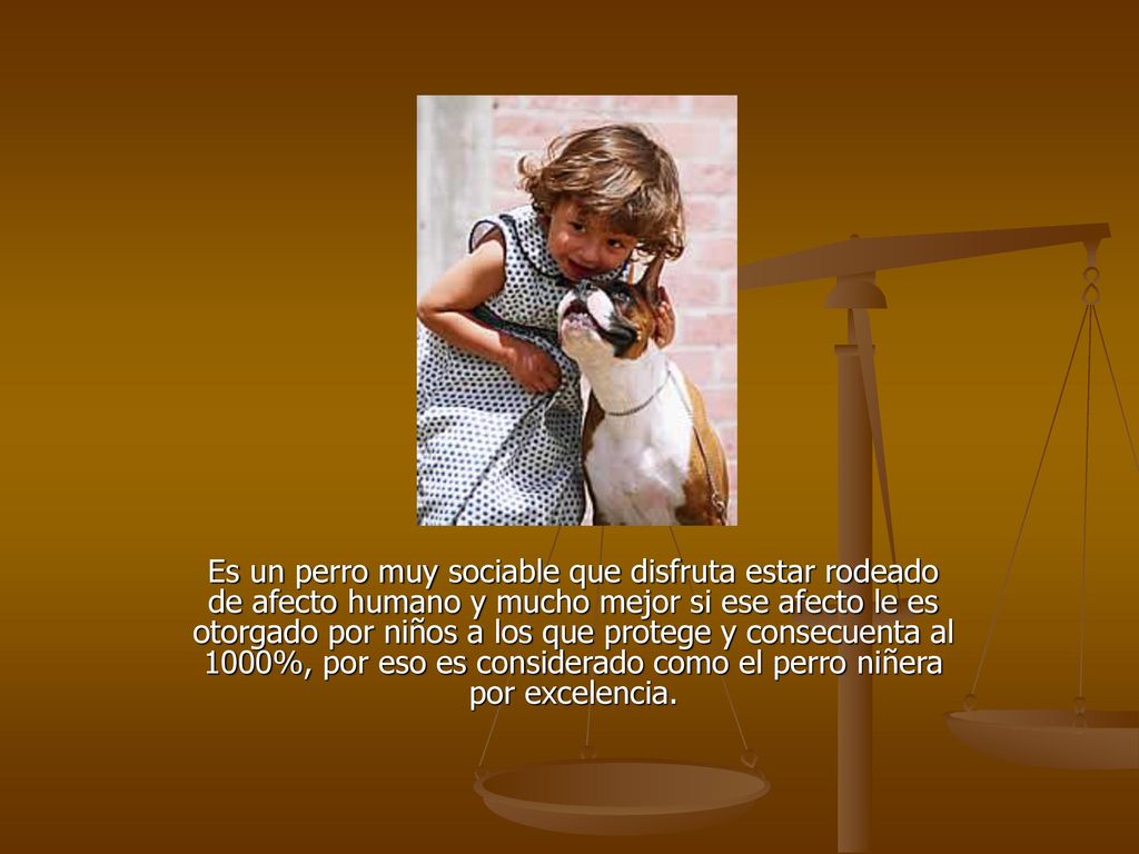 Es un perro muy sociable que disfruta estar rodeado de afecto humano y mucho mejor si ese afecto le es otorgado por niños a los que protege y consecuenta al 1000%, por eso es considerado como el perro niñera por excelencia.