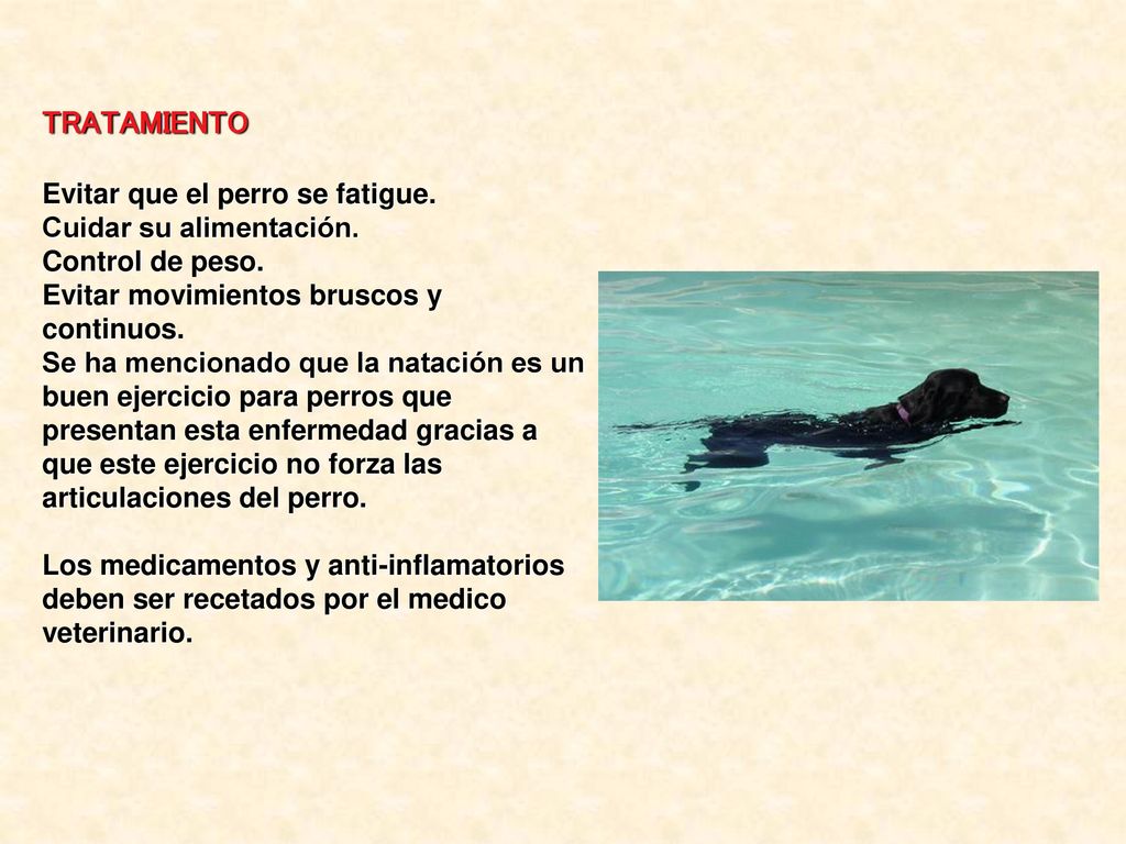 TRATAMIENTO Evitar que el perro se fatigue. Cuidar su alimentación.