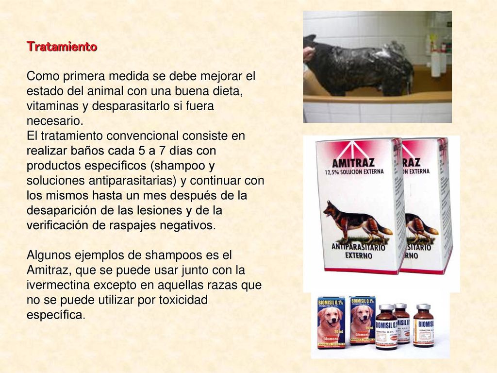 Tratamiento Como primera medida se debe mejorar el estado del animal con una buena dieta, vitaminas y desparasitarlo si fuera necesario.
