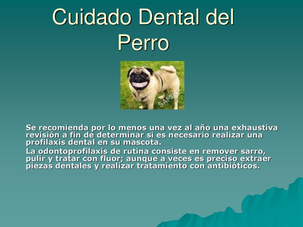 Cuidado Dental del Perro