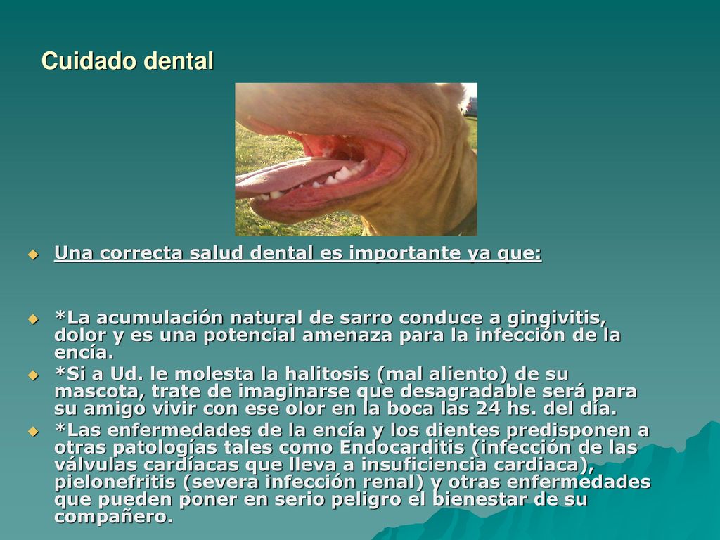 Cuidado dental Una correcta salud dental es importante ya que: