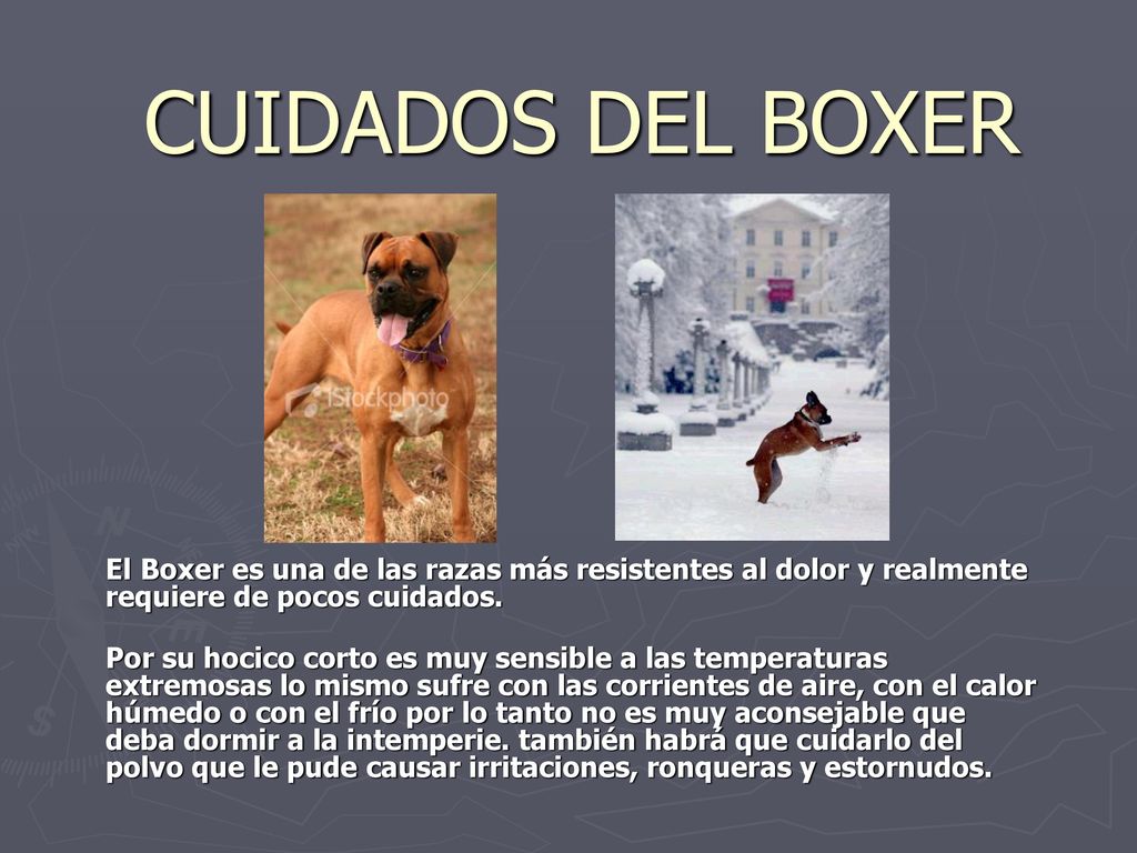 CUIDADOS DEL BOXER El Boxer es una de las razas más resistentes al dolor y realmente requiere de pocos cuidados.