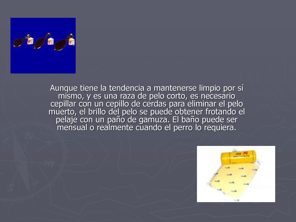 Aunque tiene la tendencia a mantenerse limpio por sí mismo, y es una raza de pelo corto, es necesario cepillar con un cepillo de cerdas para eliminar el pelo muerto, el brillo del pelo se puede obtener frotando el pelaje con un paño de gamuza.