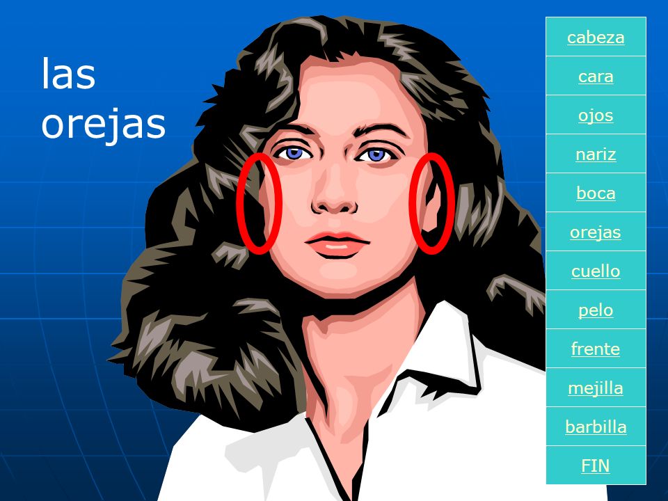 las orejas cabeza cara ojos nariz boca orejas cuello pelo frente