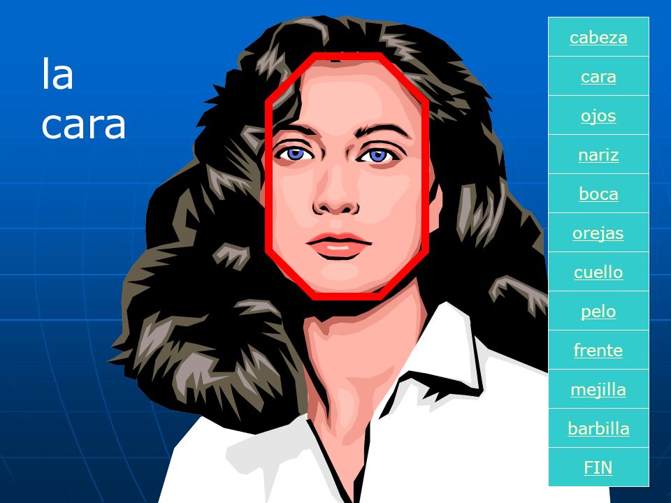 la cara cabeza cara ojos nariz boca orejas cuello pelo frente mejilla
