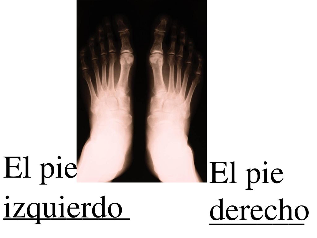 El pie ________ El pie ______ izquierdo derecho