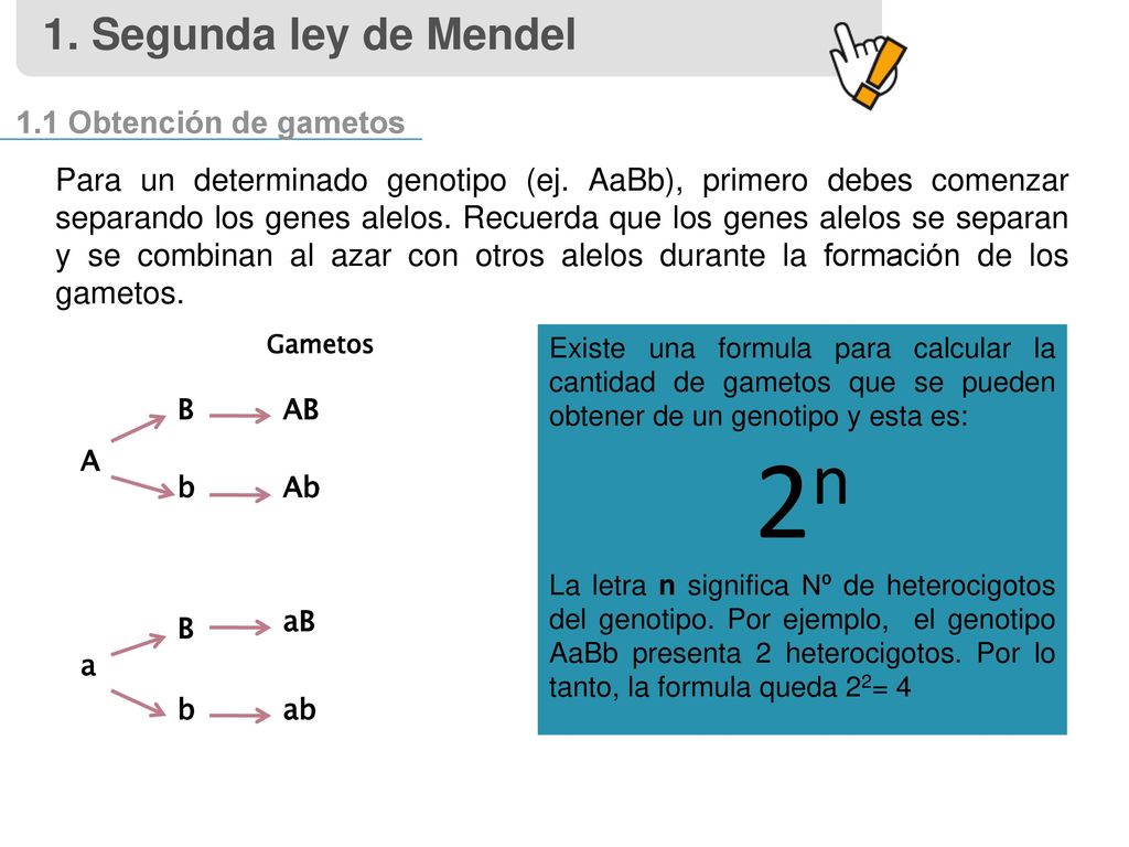 2n 1. Segunda ley de Mendel 1.1 Obtención de gametos