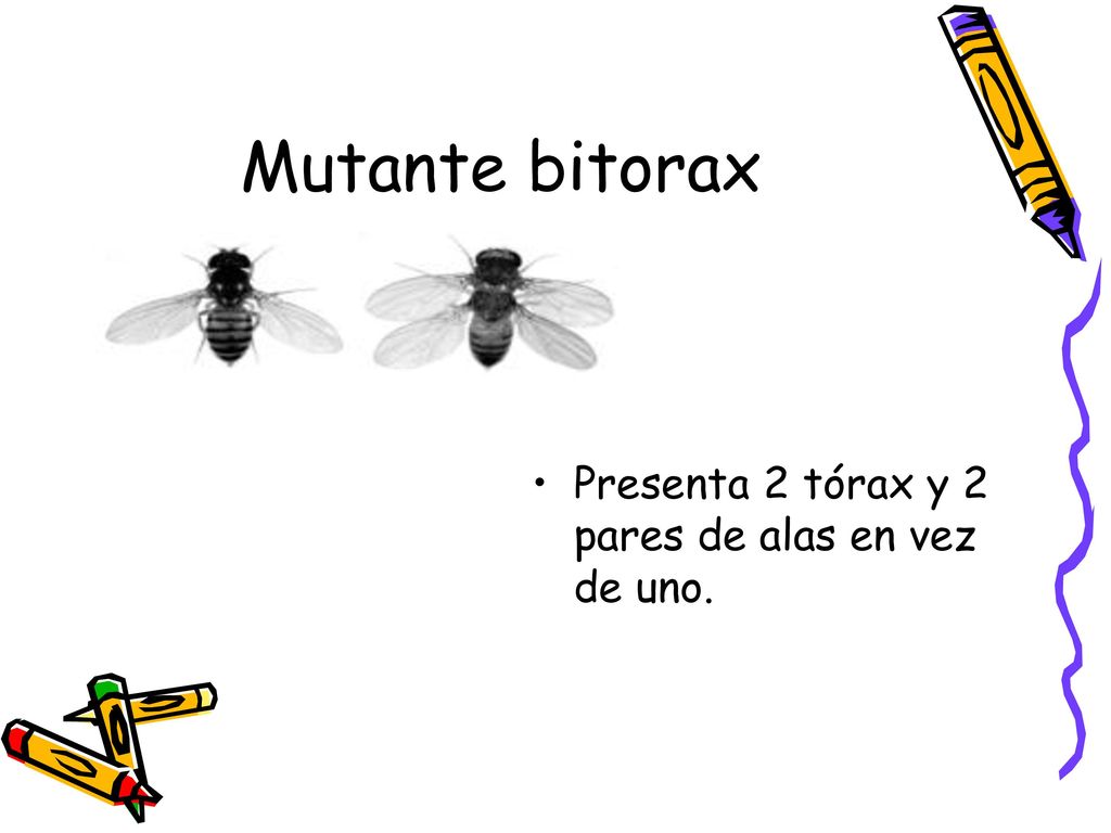 Mutante bitorax Presenta 2 tórax y 2 pares de alas en vez de uno.