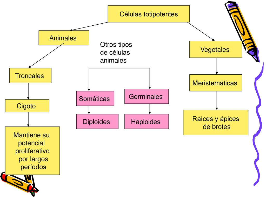 Células totipotentes Animales. Otros tipos de células animales. Vegetales. Troncales. Meristemáticas.