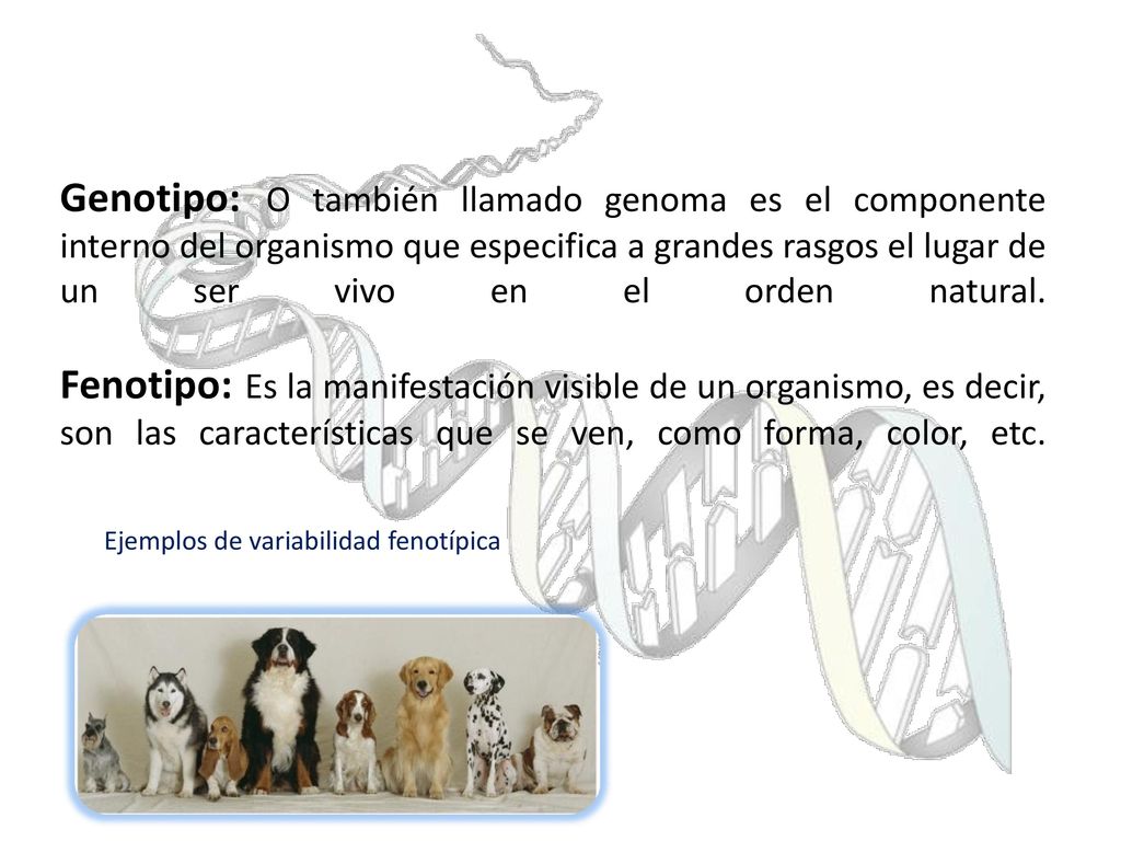 Genotipo: O también llamado genoma es el componente interno del organismo que especifica a grandes rasgos el lugar de un ser vivo en el orden natural. Fenotipo: Es la manifestación visible de un organismo, es decir, son las características que se ven, como forma, color, etc.