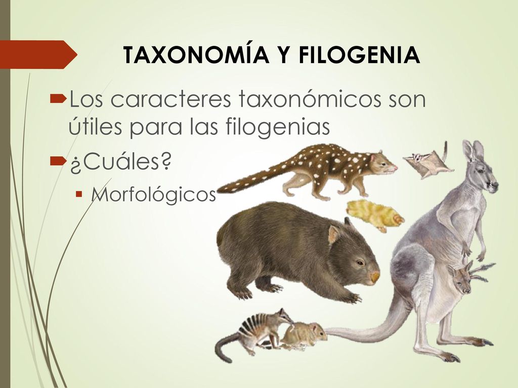 Taxonomía y filogenia Los caracteres taxonómicos son útiles para las filogenias.