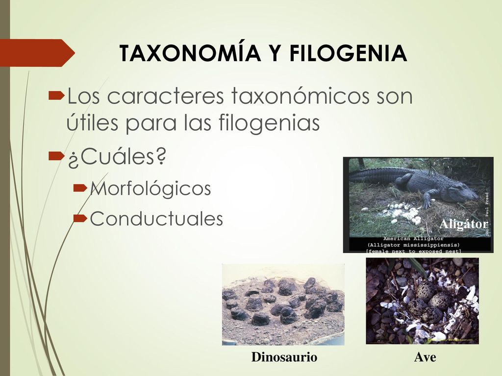 Taxonomía y filogenia Los caracteres taxonómicos son útiles para las filogenias. ¿Cuáles Morfológicos.