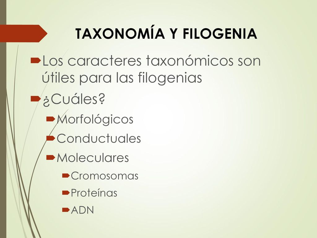 Taxonomía y filogenia Los caracteres taxonómicos son útiles para las filogenias. ¿Cuáles Morfológicos.