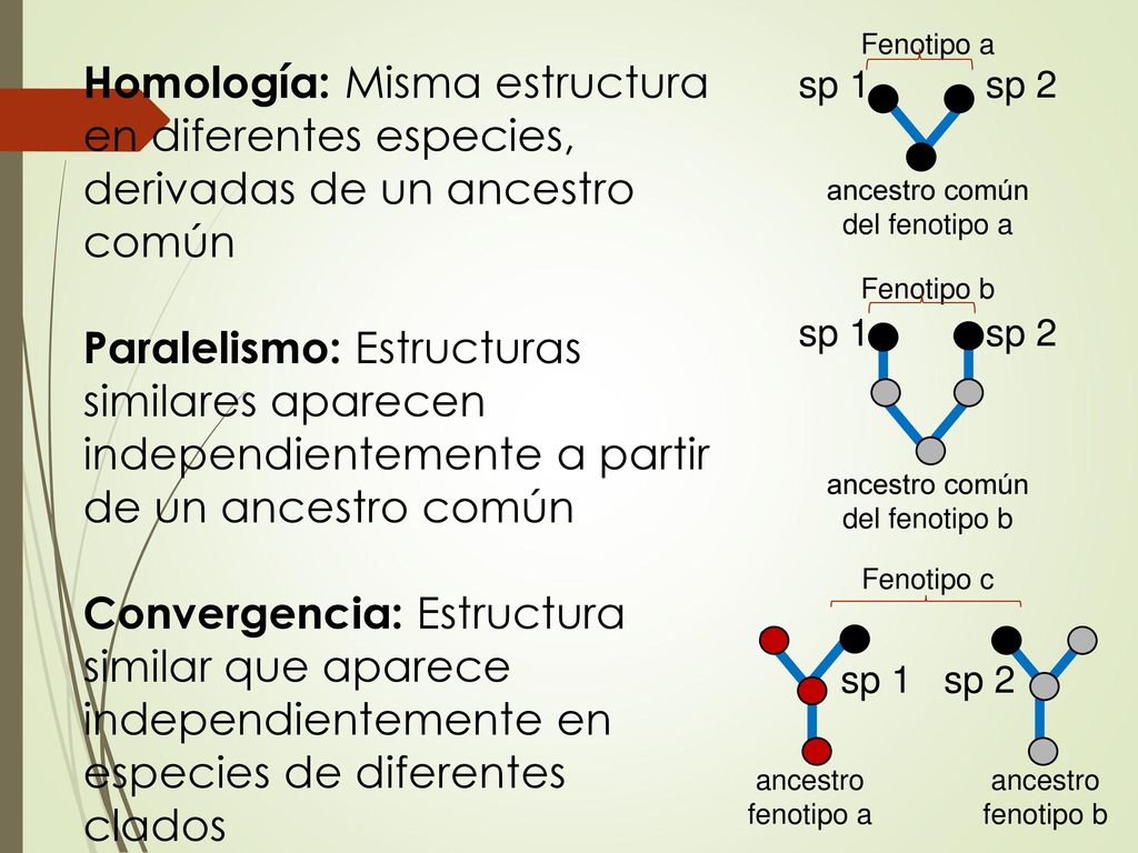 Fenotipo a sp 1 sp 2. ancestro común. del fenotipo a. Fenotipo b. del fenotipo b. Fenotipo c.