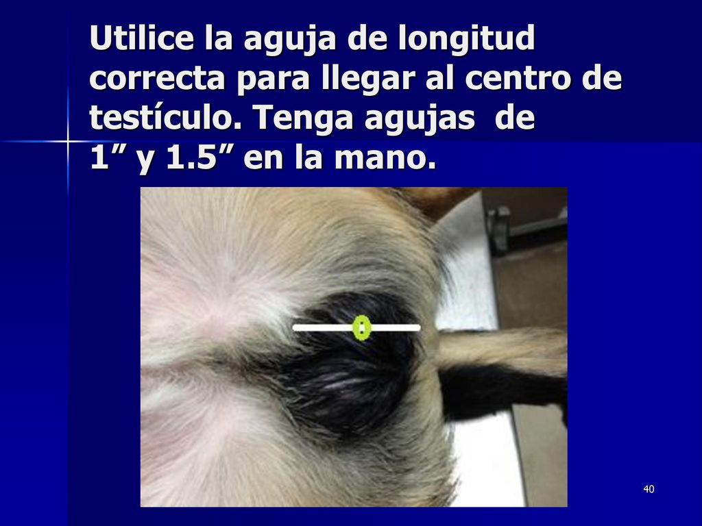 Utilice la aguja de longitud correcta para llegar al centro de testículo.