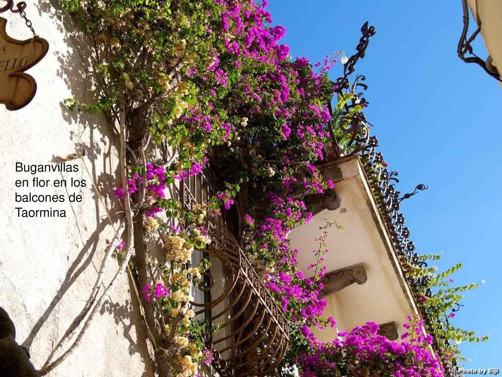Buganvillas en flor en los balcones de Taormina