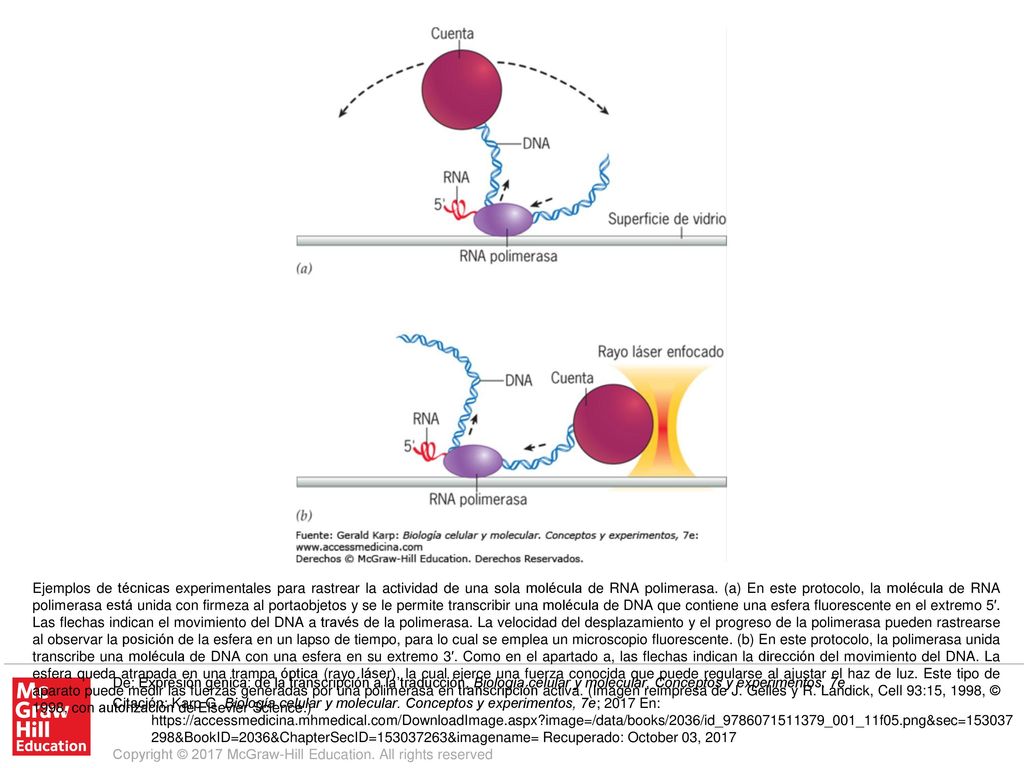 Ejemplos de técnicas experimentales para rastrear la actividad de una sola molécula de RNA polimerasa. (a) En este protocolo, la molécula de RNA polimerasa está unida con firmeza al portaobjetos y se le permite transcribir una molécula de DNA que contiene una esfera fluorescente en el extremo 5′. Las flechas indican el movimiento del DNA a través de la polimerasa. La velocidad del desplazamiento y el progreso de la polimerasa pueden rastrearse al observar la posición de la esfera en un lapso de tiempo, para lo cual se emplea un microscopio fluorescente. (b) En este protocolo, la polimerasa unida transcribe una molécula de DNA con una esfera en su extremo 3′. Como en el apartado a, las flechas indican la dirección del movimiento del DNA. La esfera queda atrapada en una trampa óptica (rayo láser), la cual ejerce una fuerza conocida que puede regularse al ajustar el haz de luz. Este tipo de aparato puede medir las fuerzas generadas por una polimerasa en transcripción activa. (Imagen reimpresa de J. Gelles y R. Landick, Cell 93:15, 1998, © 1998, con autorización de Elsevier Science.)