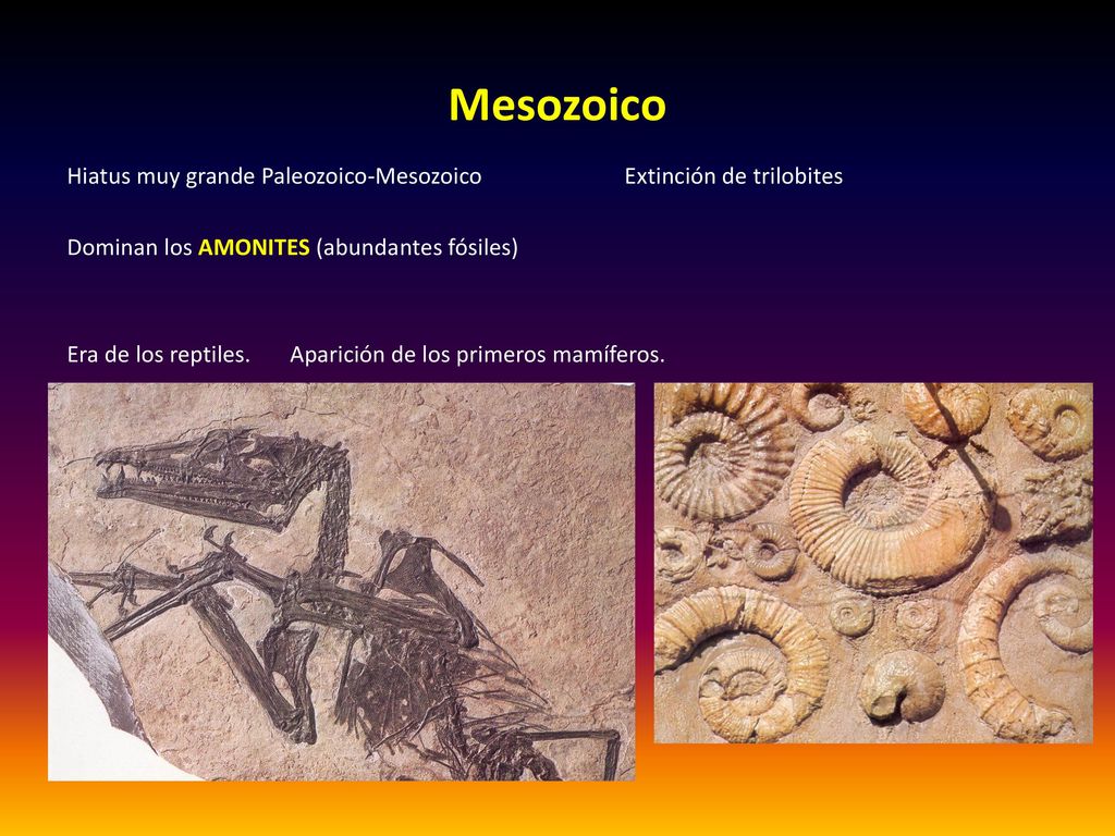 Mesozoico Hiatus muy grande Paleozoico-Mesozoico Extinción de trilobites. Dominan los AMONITES (abundantes fósiles)