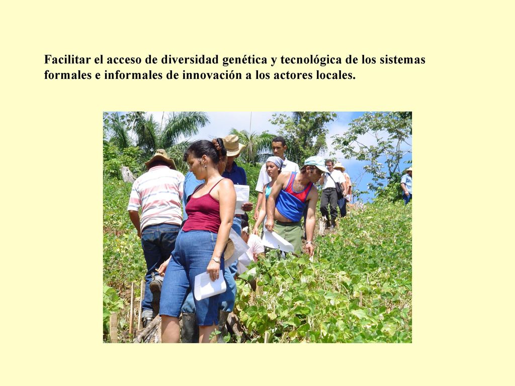Facilitar el acceso de diversidad genética y tecnológica de los sistemas formales e informales de innovación a los actores locales.