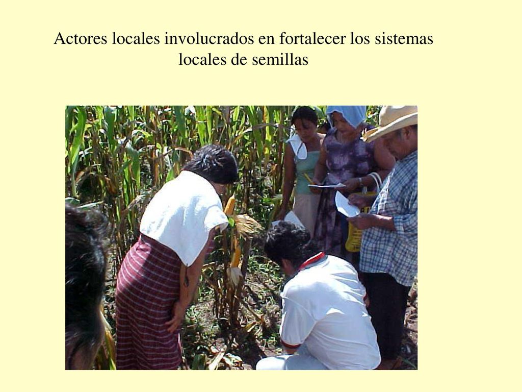Actores locales involucrados en fortalecer los sistemas locales de semillas