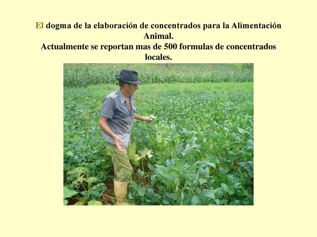 El dogma de la elaboración de concentrados para la Alimentación Animal