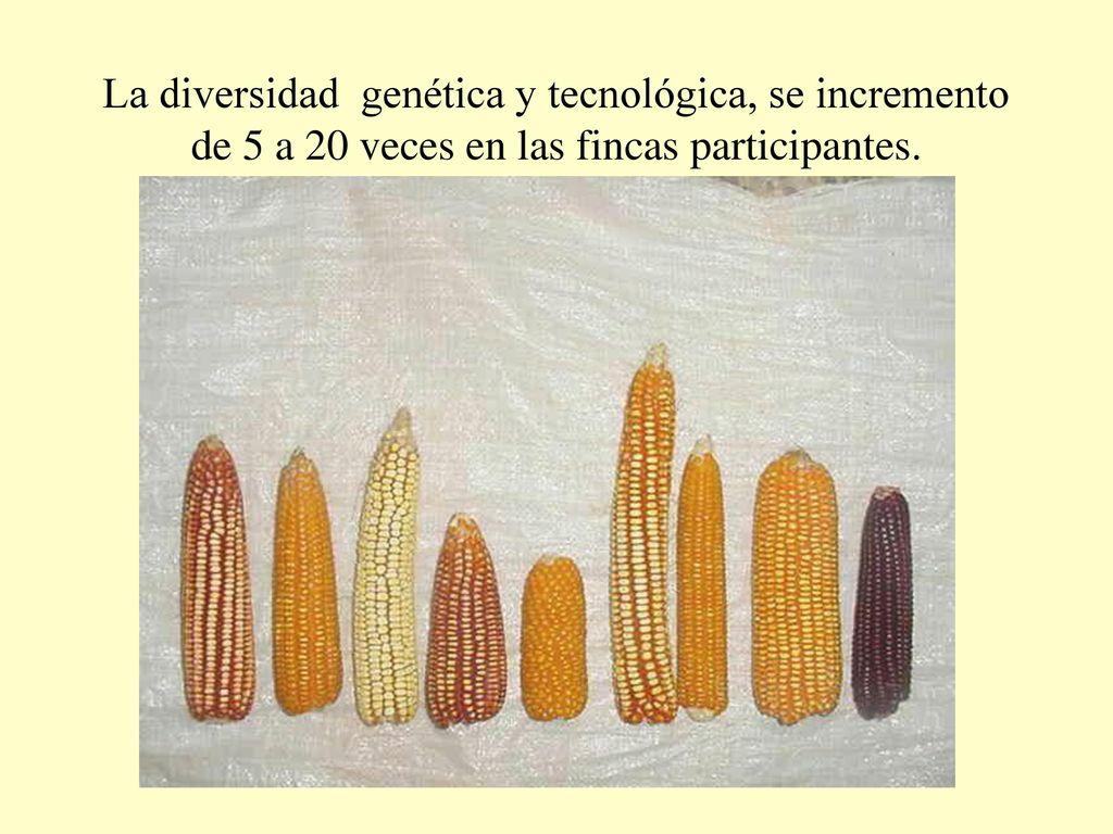 La diversidad genética y tecnológica, se incremento de 5 a 20 veces en las fincas participantes.