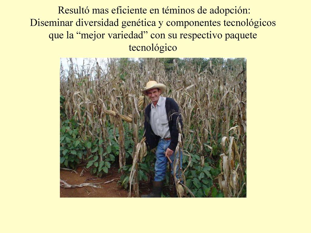 Resultó mas eficiente en téminos de adopción: Diseminar diversidad genética y componentes tecnológicos que la mejor variedad con su respectivo paquete tecnológico