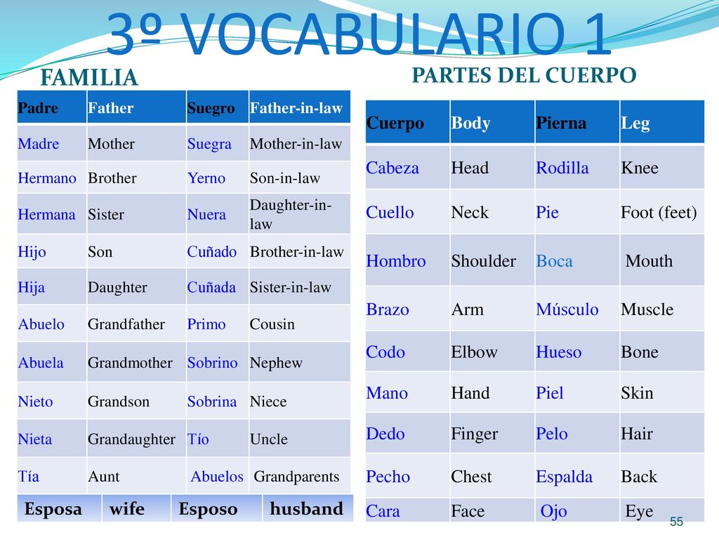 3º VOCABULARIO 1 FAMILIA PARTES DEL CUERPO Cuerpo Body Pierna Leg