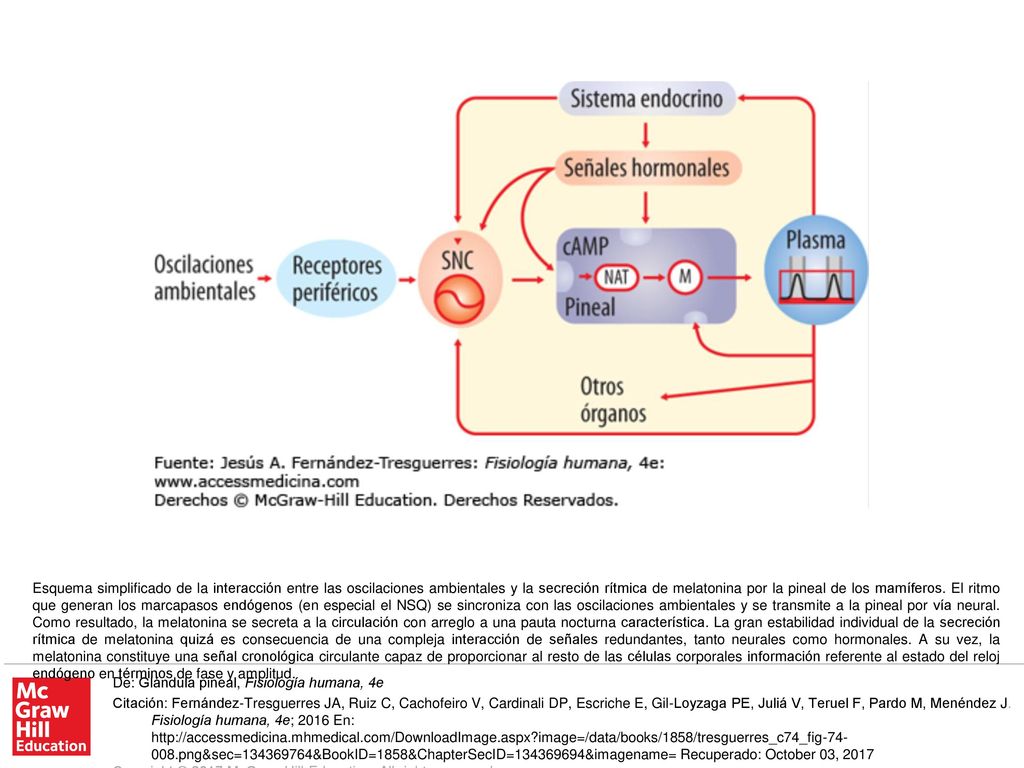 Esquema simplificado de la interacción entre las oscilaciones ambientales y la secreción rítmica de melatonina por la pineal de los mamíferos. El ritmo que generan los marcapasos endógenos (en especial el NSQ) se sincroniza con las oscilaciones ambientales y se transmite a la pineal por vía neural. Como resultado, la melatonina se secreta a la circulación con arreglo a una pauta nocturna característica. La gran estabilidad individual de la secreción rítmica de melatonina quizá es consecuencia de una compleja interacción de señales redundantes, tanto neurales como hormonales. A su vez, la melatonina constituye una señal cronológica circulante capaz de proporcionar al resto de las células corporales información referente al estado del reloj endógeno en términos de fase y amplitud.