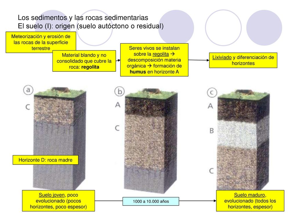 Los sedimentos y las rocas sedimentarias El suelo (I): origen (suelo autóctono o residual)