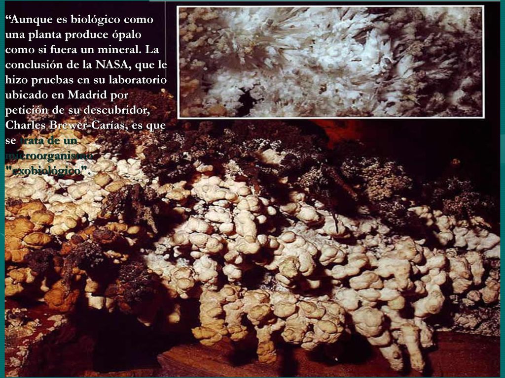 Aunque es biológico como una planta produce ópalo como si fuera un mineral.