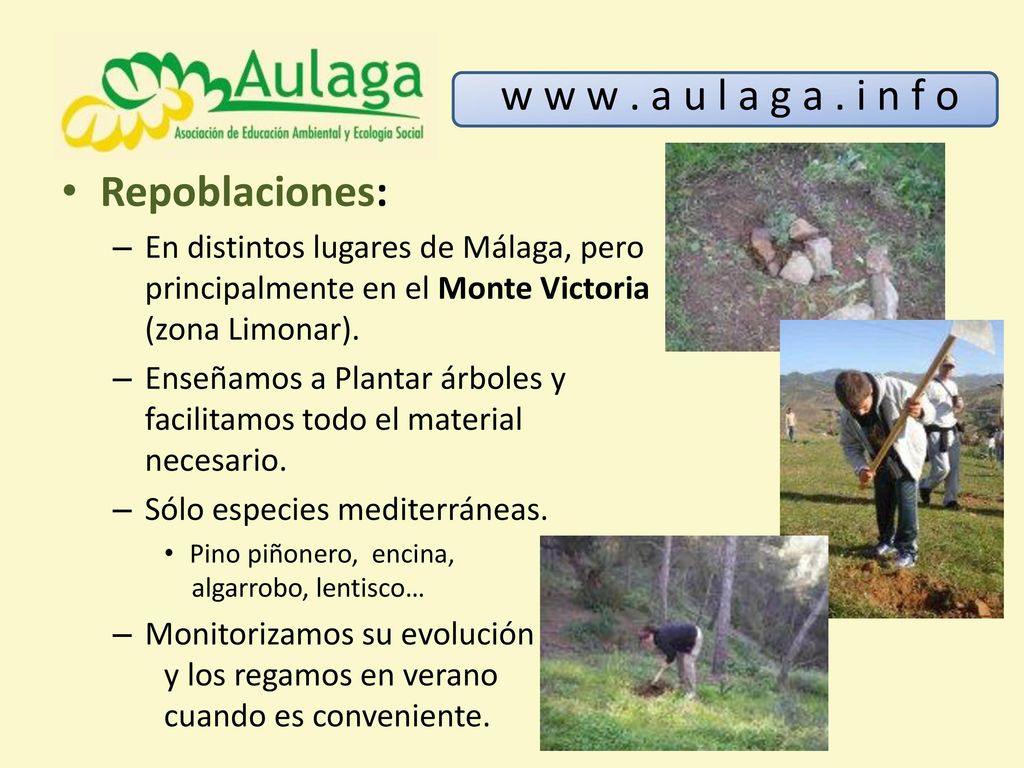 w w w . a u l a g a . i n f o Repoblaciones:
