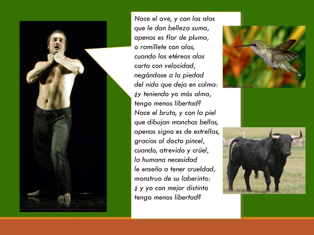 Nace el ave, y con las alas que le dan belleza suma,