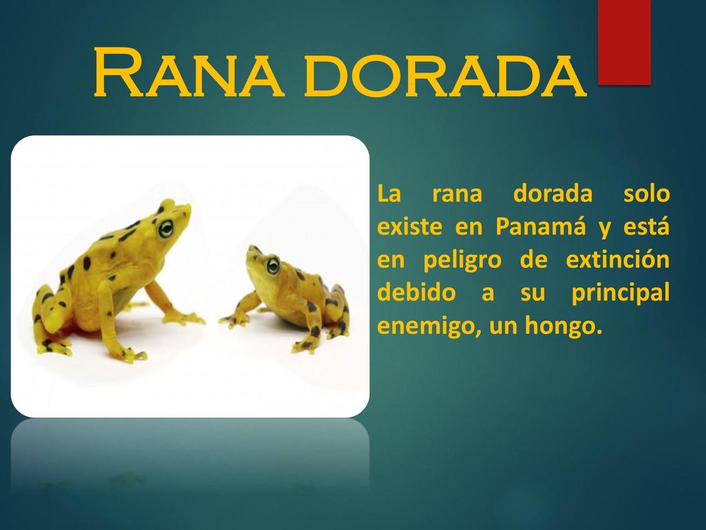 Rana dorada La rana dorada solo existe en Panamá y está en peligro de extinción debido a su principal enemigo, un hongo.