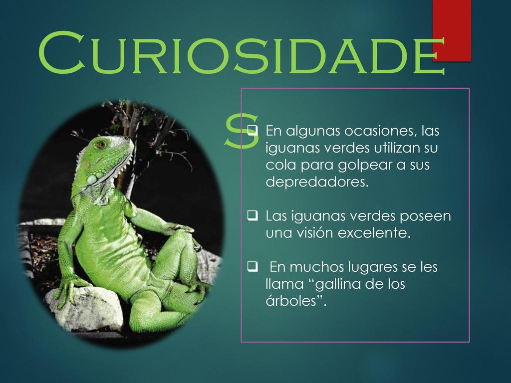 Curiosidades En algunas ocasiones, las iguanas verdes utilizan su cola para golpear a sus depredadores.