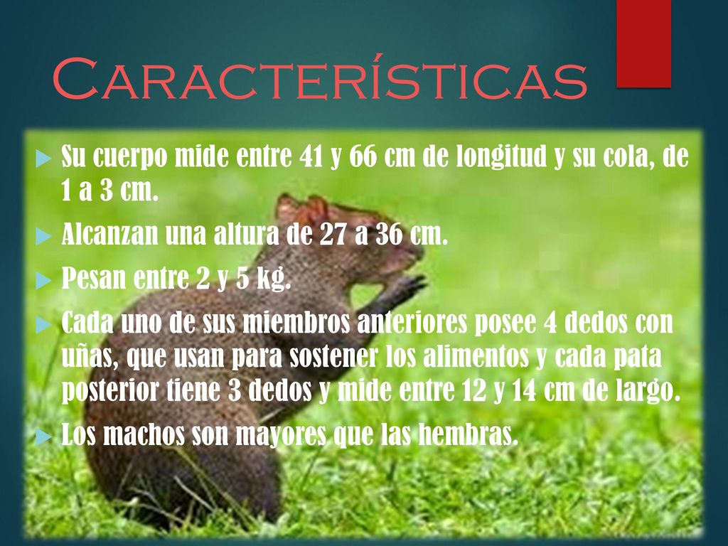 Características Su cuerpo mide entre 41 y 66 cm de longitud y su cola, de 1 a 3 cm. Alcanzan una altura de 27 a 36 cm.