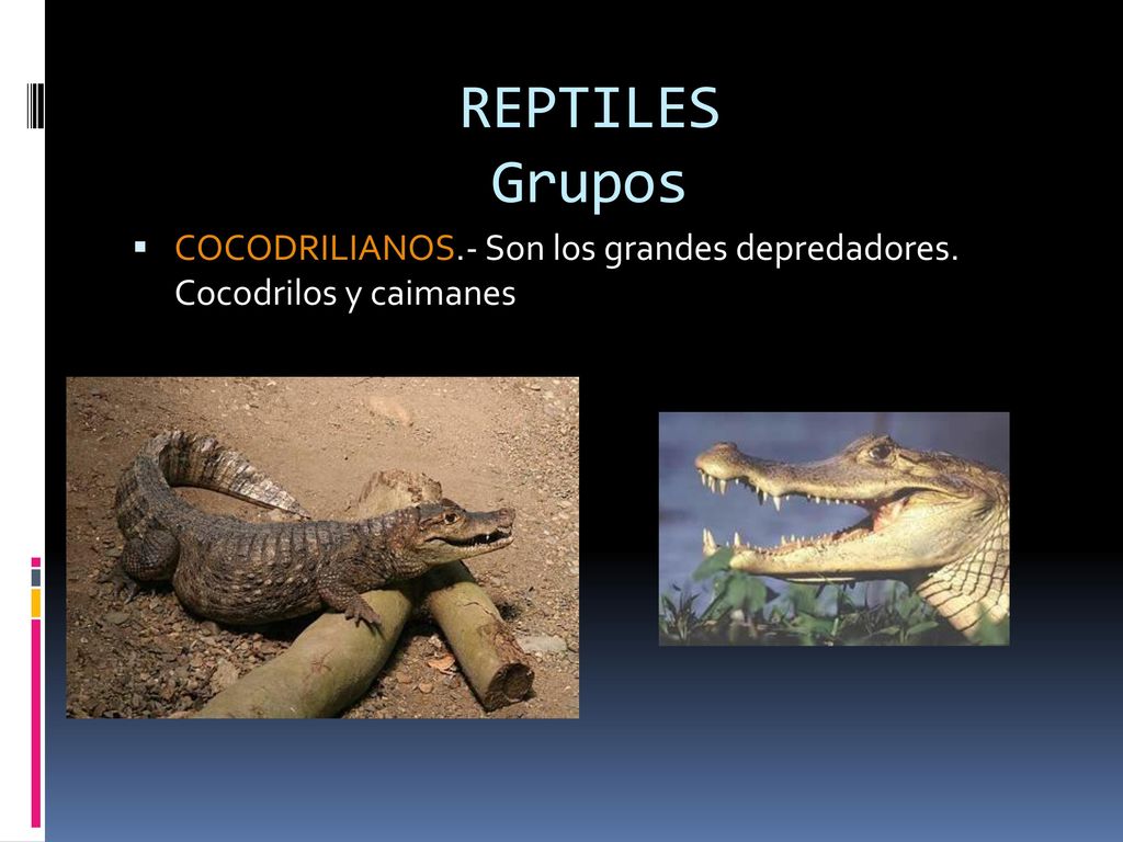 REPTILES Grupos COCODRILIANOS.- Son los grandes depredadores. Cocodrilos y caimanes
