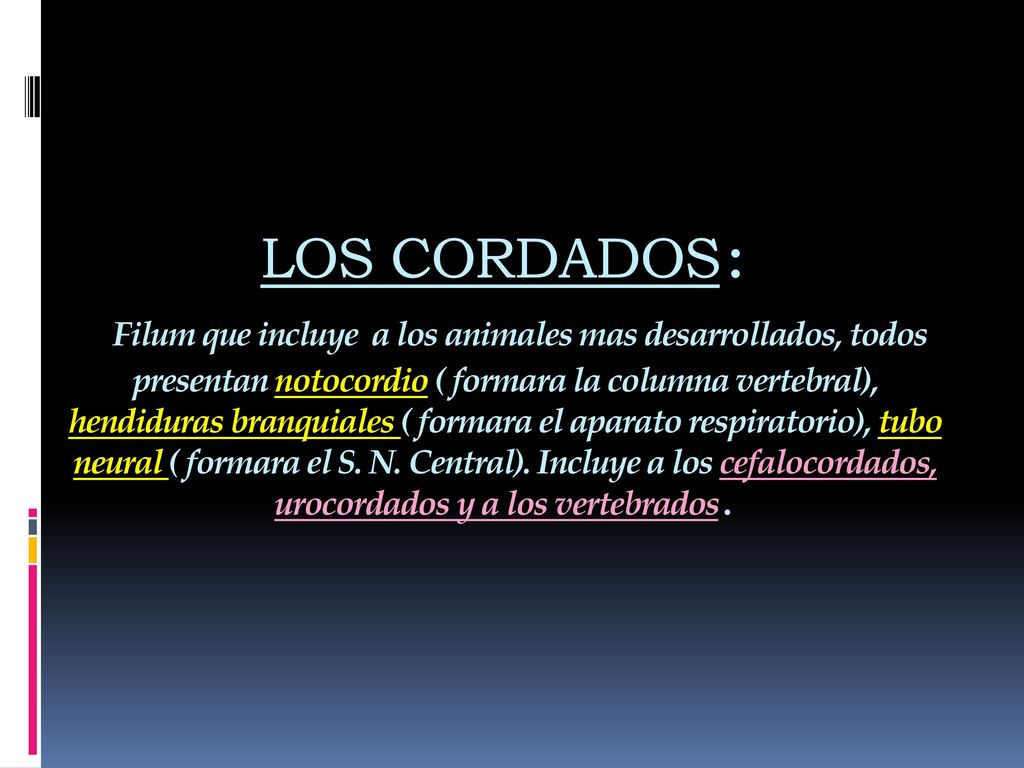 LOS CORDADOS: Filum que incluye a los animales mas desarrollados, todos presentan notocordio ( formara la columna vertebral), hendiduras branquiales ( formara el aparato respiratorio), tubo neural ( formara el S.