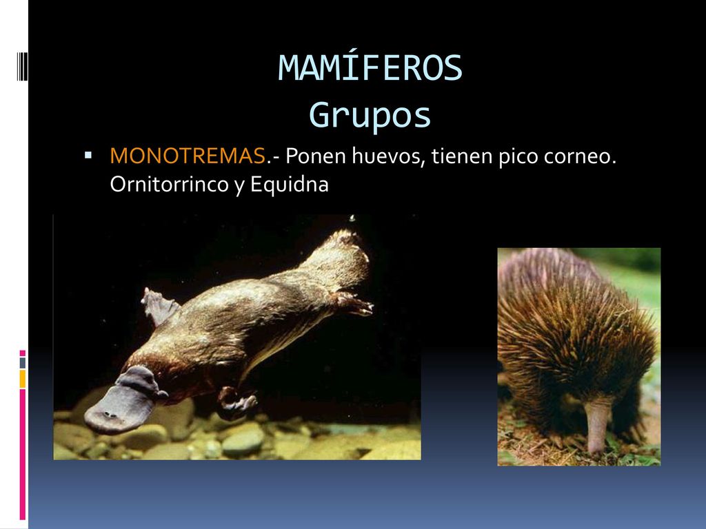 MAMÍFEROS Grupos MONOTREMAS.- Ponen huevos, tienen pico corneo. Ornitorrinco y Equidna