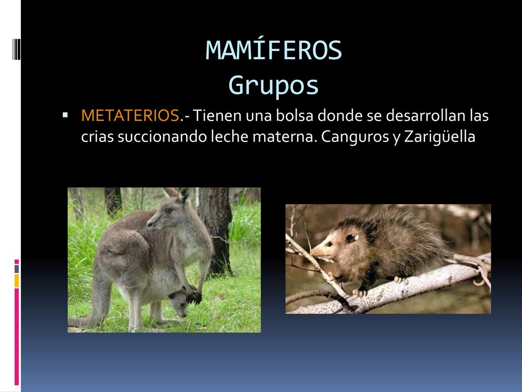 MAMÍFEROS Grupos METATERIOS.- Tienen una bolsa donde se desarrollan las crias succionando leche materna.