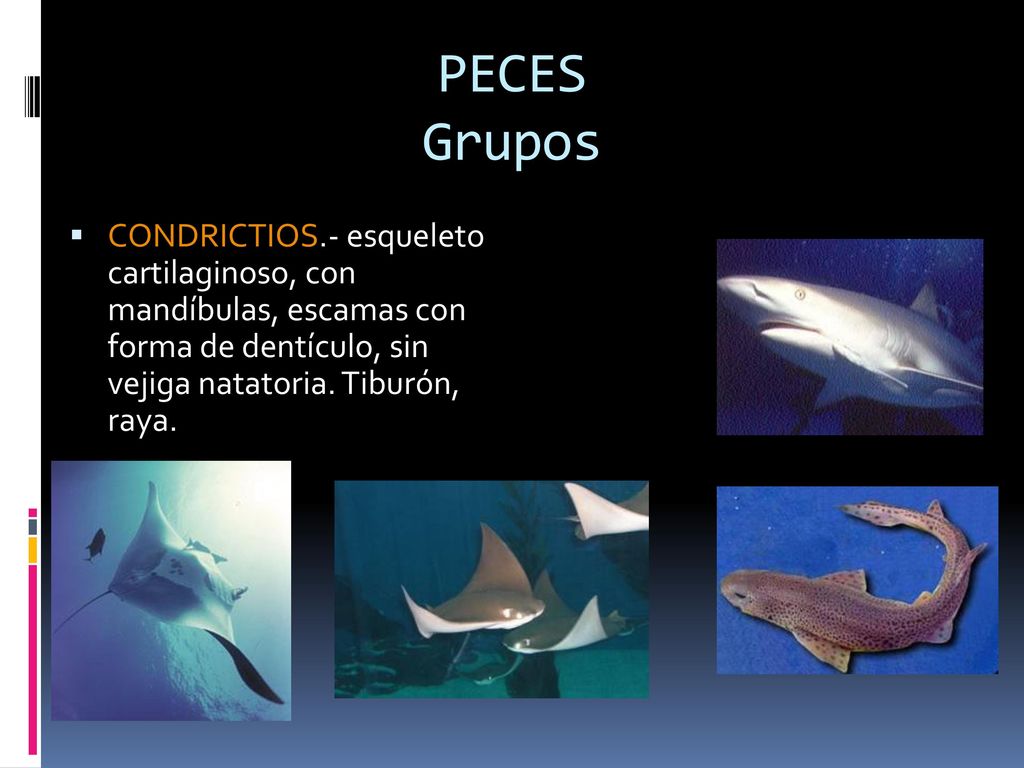 PECES Grupos CONDRICTIOS.- esqueleto cartilaginoso, con mandíbulas, escamas con forma de dentículo, sin vejiga natatoria.