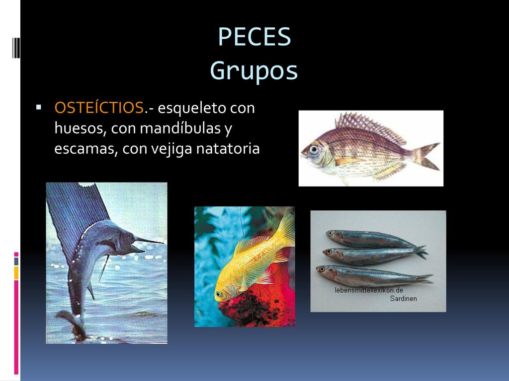 PECES Grupos OSTEÍCTIOS.- esqueleto con huesos, con mandíbulas y escamas, con vejiga natatoria
