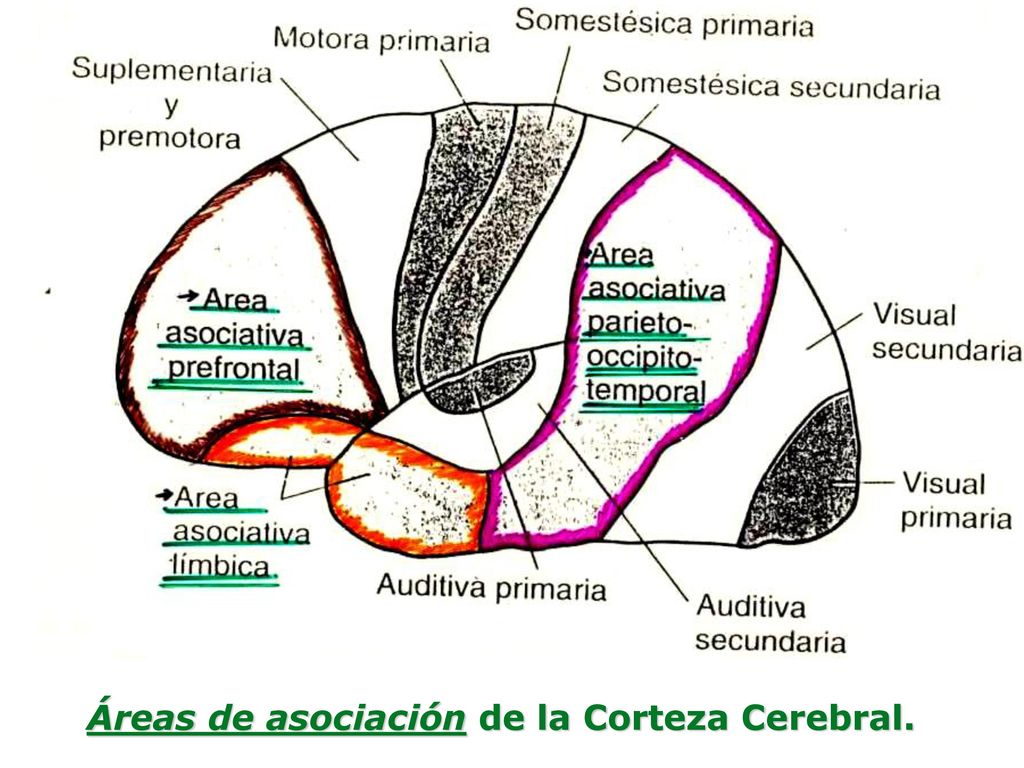 Áreas de asociación de la Corteza Cerebral.
