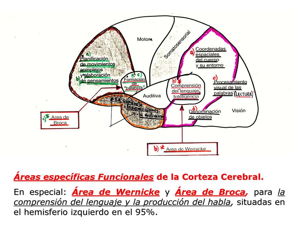 Áreas específicas Funcionales de la Corteza Cerebral.