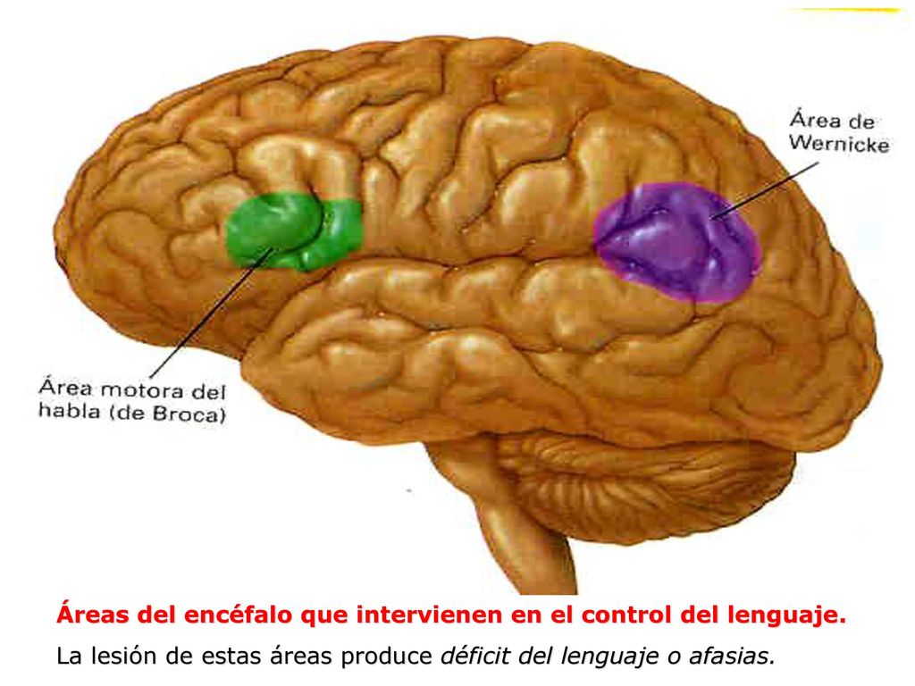 Áreas del encéfalo que intervienen en el control del lenguaje.