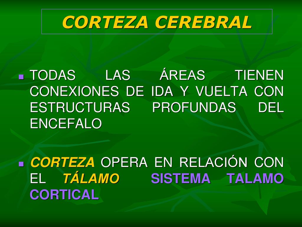 CORTEZA CEREBRAL TODAS LAS ÁREAS TIENEN CONEXIONES DE IDA Y VUELTA CON ESTRUCTURAS PROFUNDAS DEL ENCEFALO.
