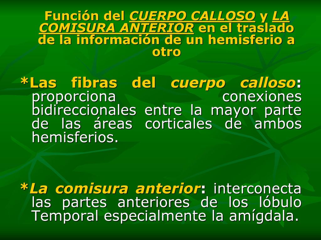 Función del CUERPO CALLOSO y LA COMISURA ANTERIOR en el traslado de la información de un hemisferio a otro