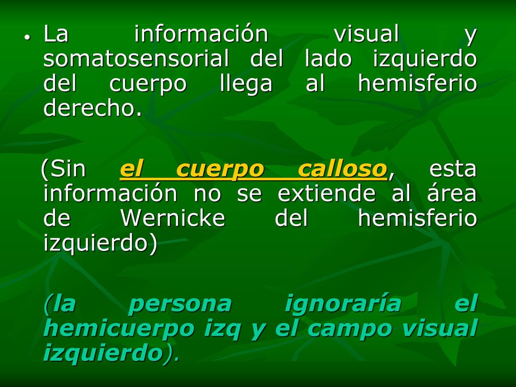 La información visual y somatosensorial del lado izquierdo del cuerpo llega al hemisferio derecho.